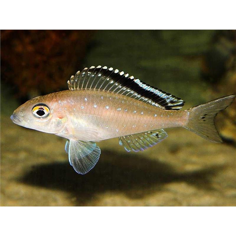 Xenotilapia spilopterus kacheze - imagine 5